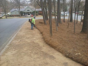 Pine Straw Installation1